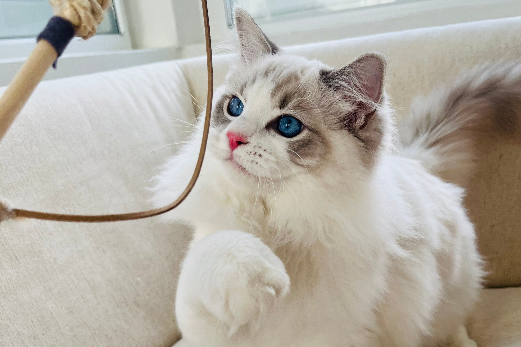 Fluffy white cat with blue eyes plays with a wand toy on a light-colored couch by a window.