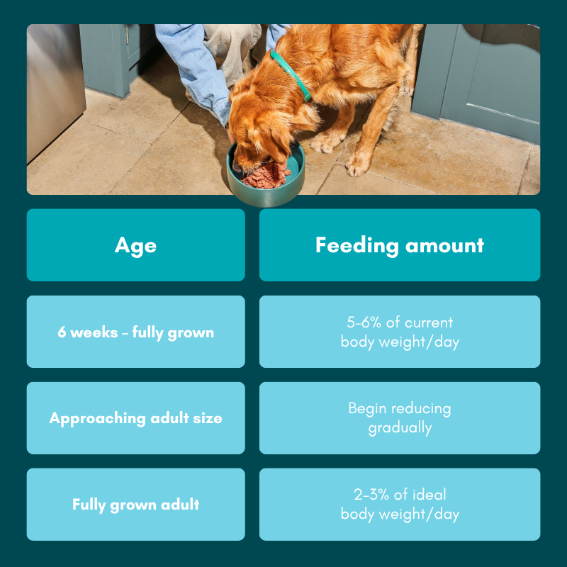 A dog eats from a bowl; chart shows feeding guidelines by age and weight for dogs.