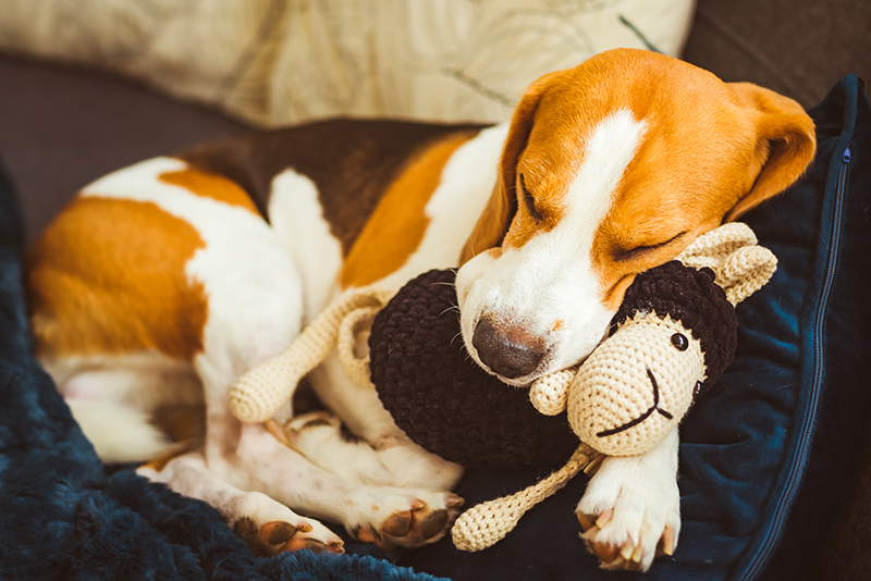 Relaxed_Dog_with_Toy