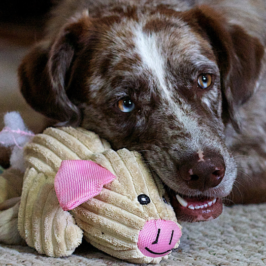 Dog with brown fur cuddling a plush toy pig on a carpet.
