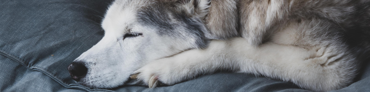 Senior_sleeping