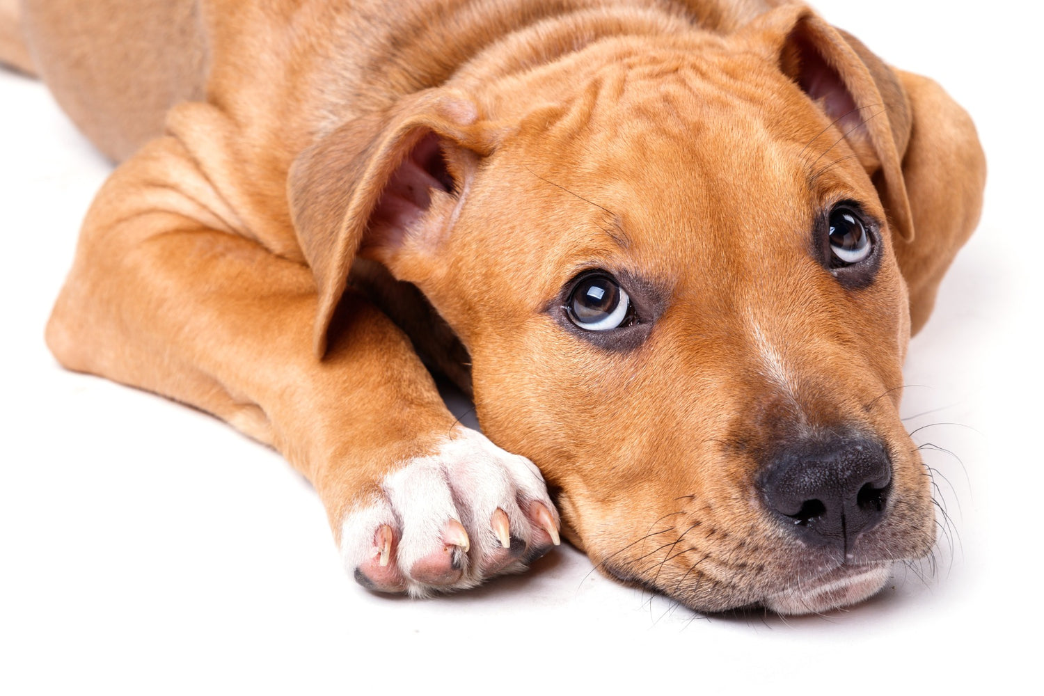 Shy_Dog
