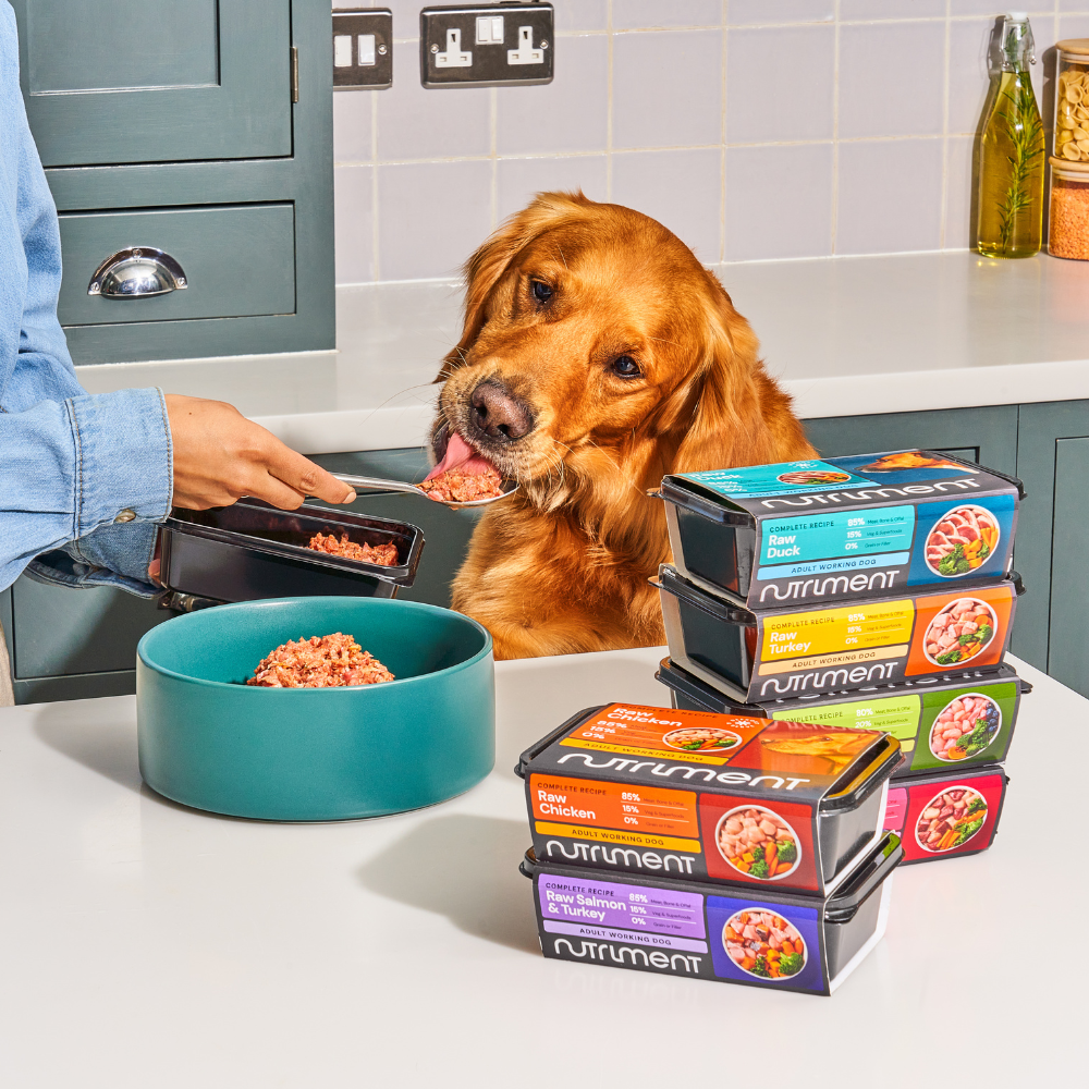 A golden retriever licks raw dog food as someone serves it beside stacked Nutriment food packs on a kitchen counter.