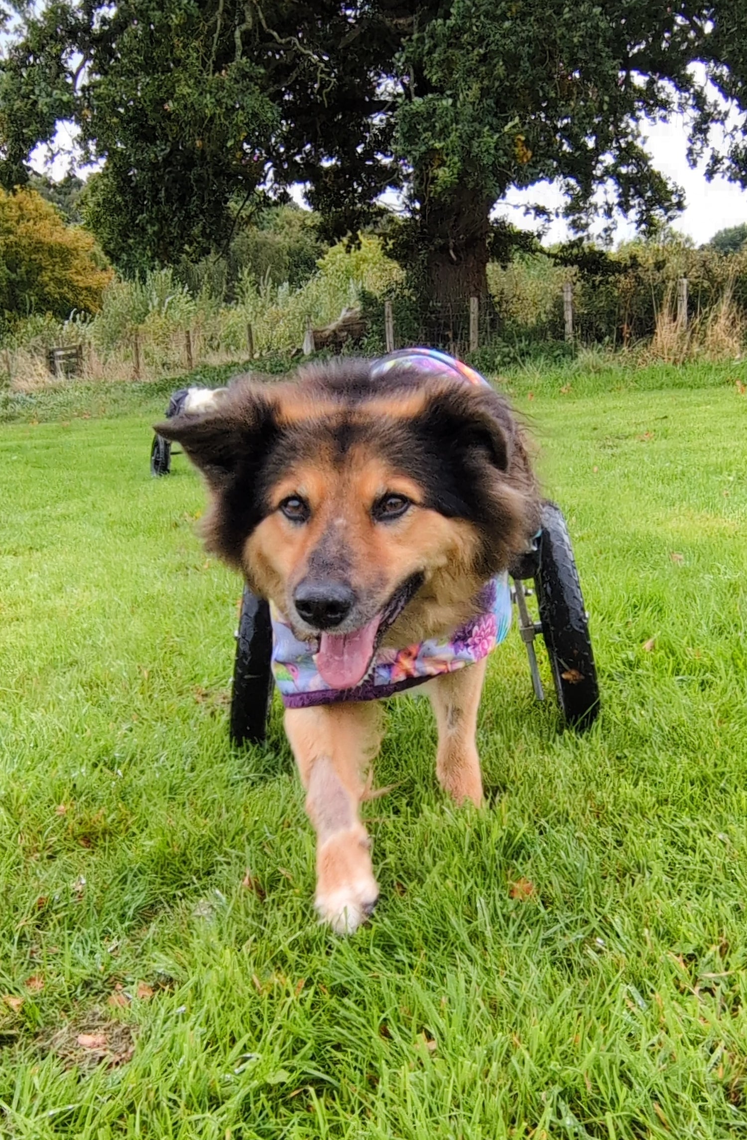 Summer the rescue dog walking towards the camera