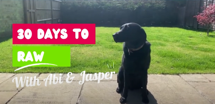 Load video: Dog Transformation Experience