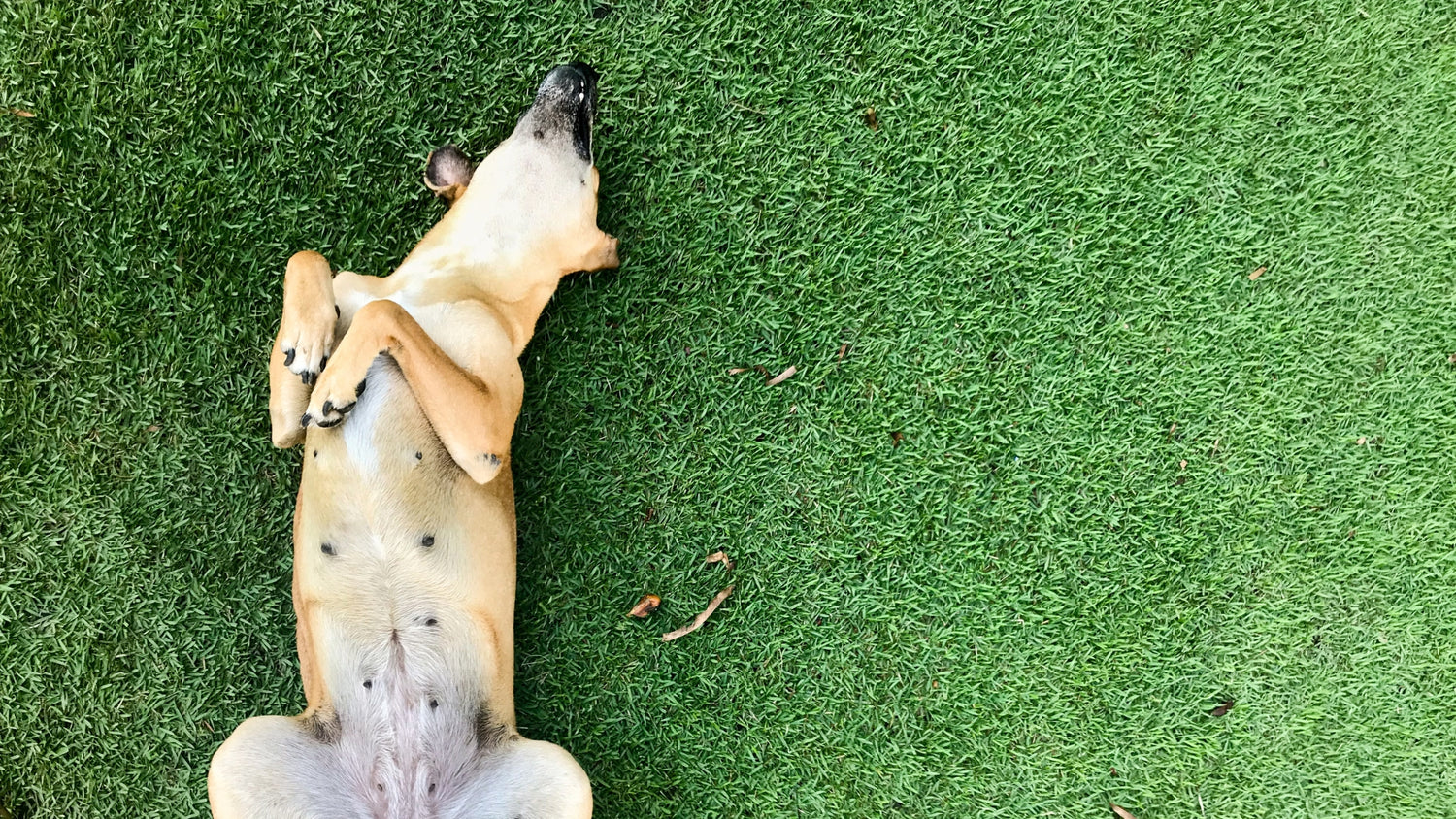 dog on grass