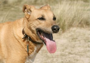 Why_do_our_dogs_scavenge_1_