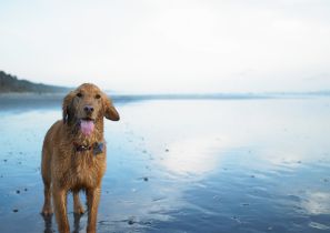 Why_do_our_dogs_scavenge_2_