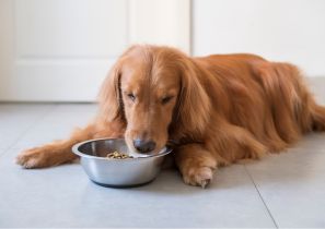 Why_do_our_dogs_scavenge_4_