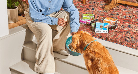 A golden retriever eating Nutriment light support from a bowl their owner is holding whilst sitting on some stairs inside the home.