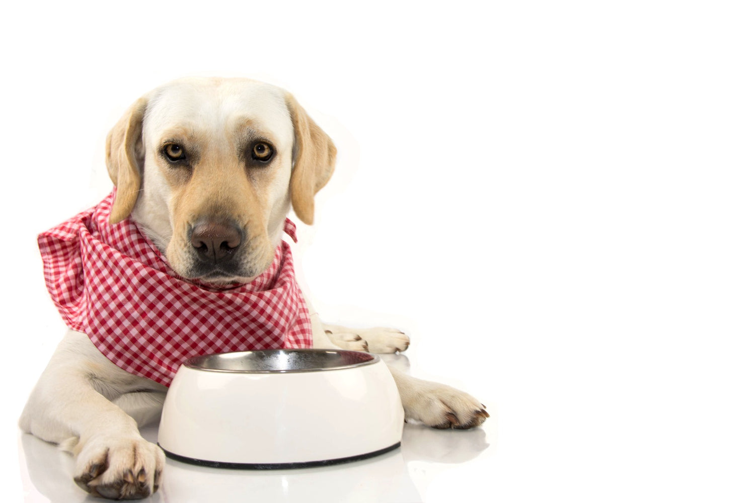 dog_with_bowl