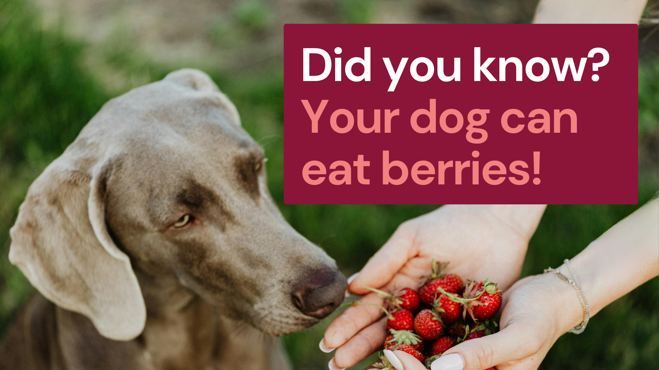 A dog looks at strawberries in someone’s hands; text reads, “Did you know? Your dog can eat berries!”.