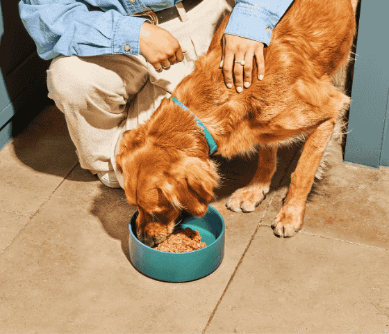 Person kneels next to a dog eating from a blue bowl on the floor.