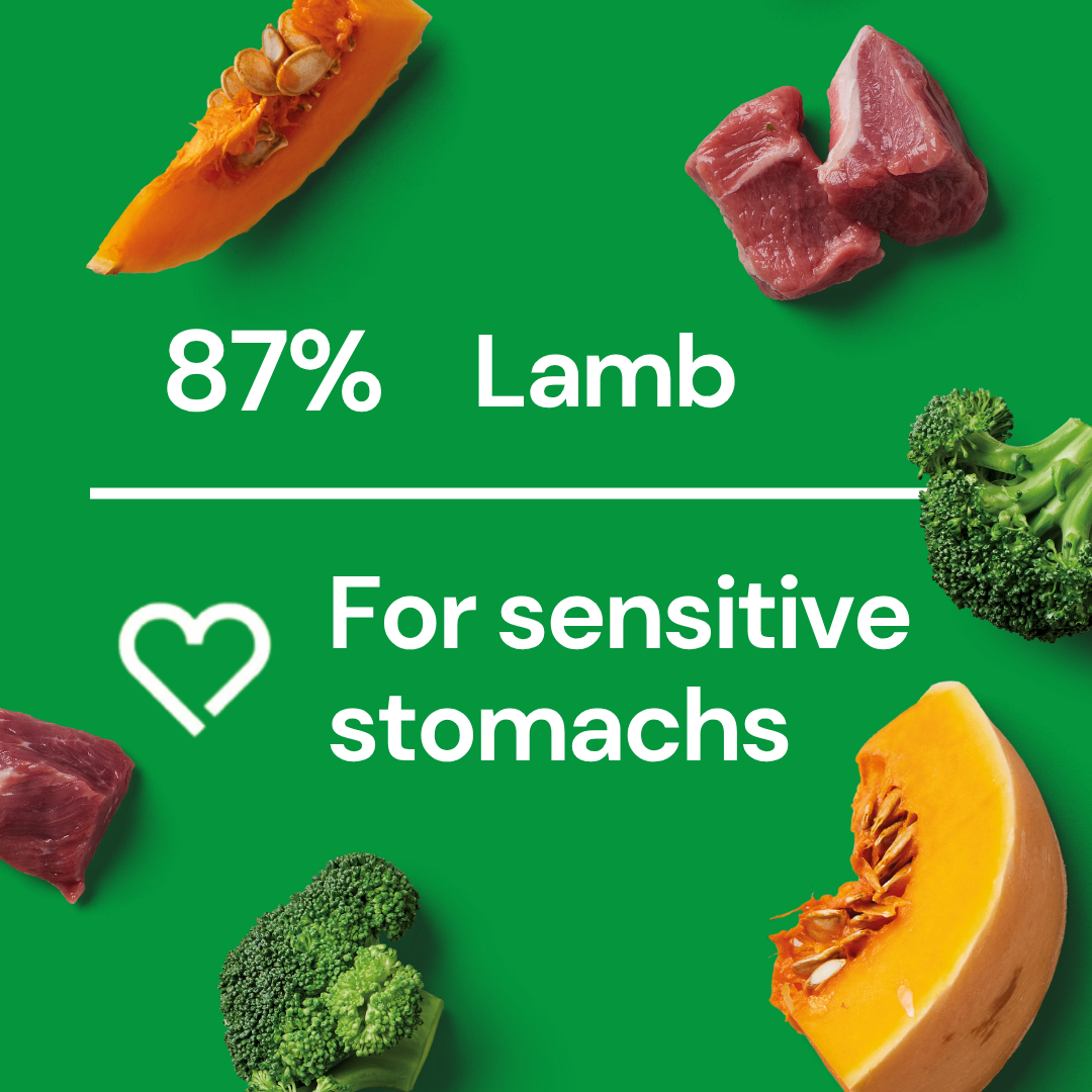 Green background, lamb, pumpkin & broccoli: "87% Lamb. Fresh Medallions - Lamb 800g for sensitive stomachs.