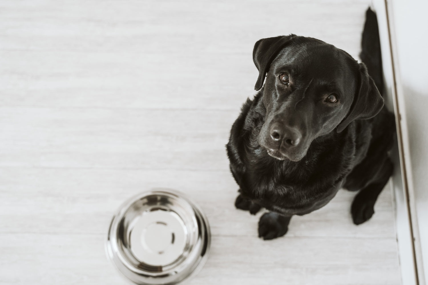fussy_dog