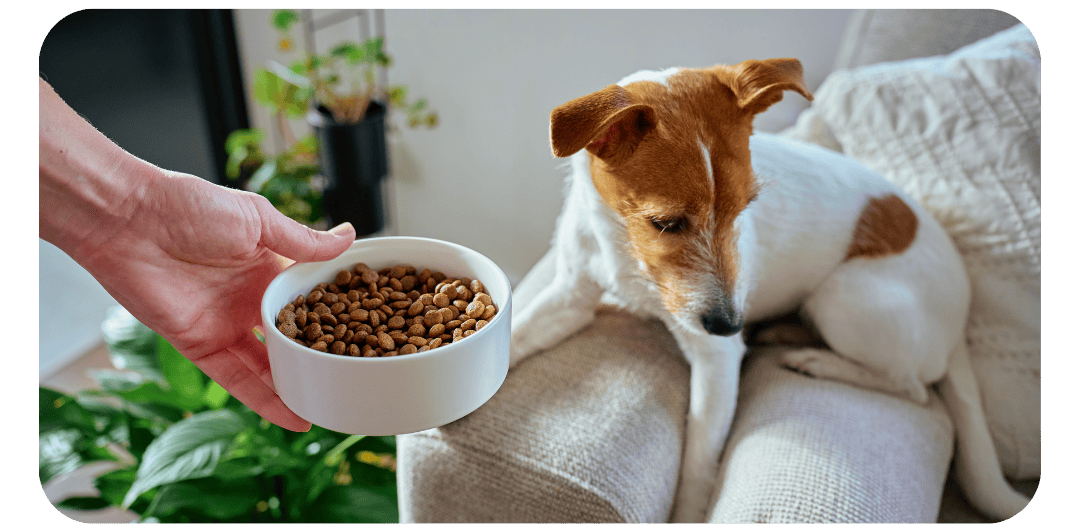 Dog sitting on a couch next to a bowl of kibble held by a person. 