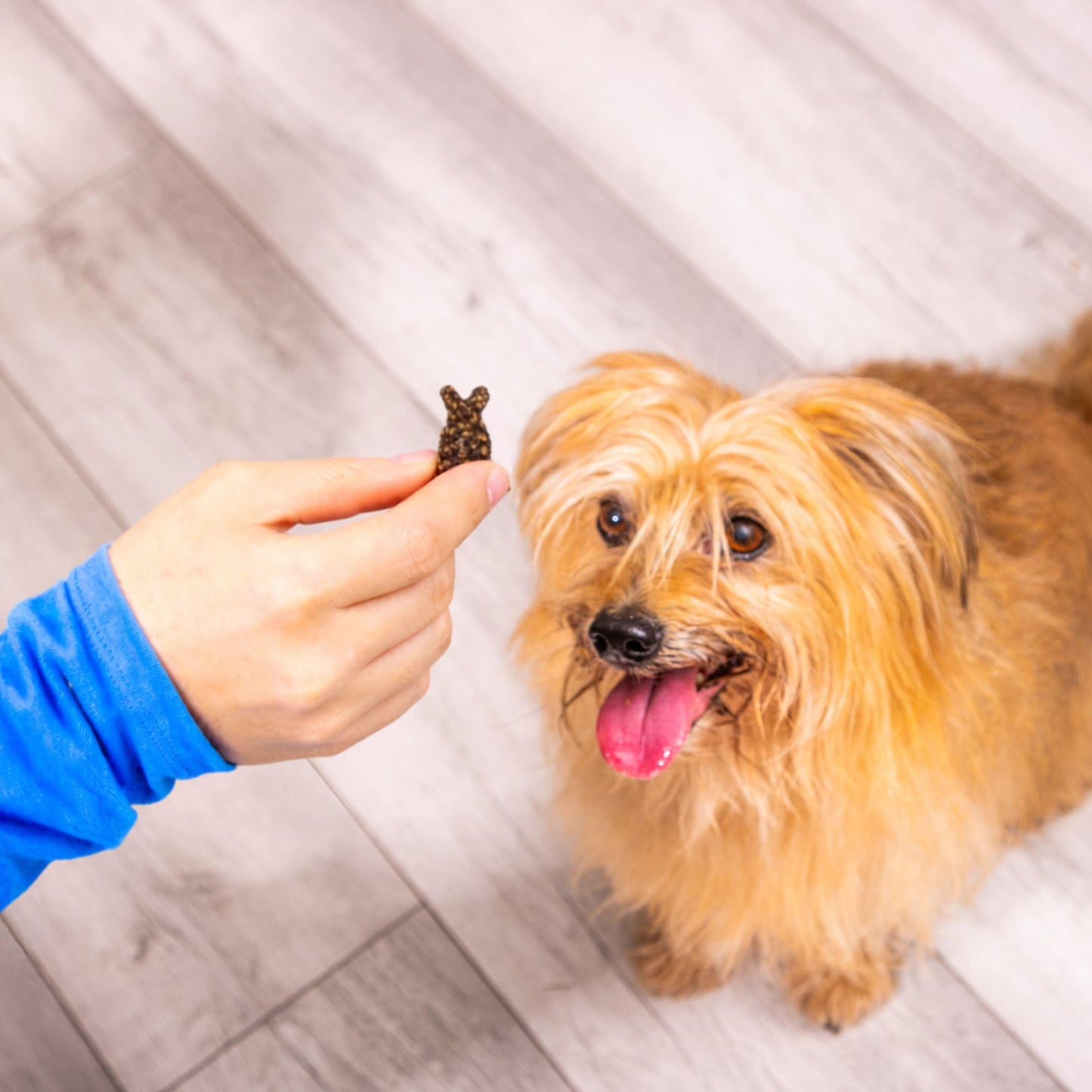 A small brown dog sits on a wood floor, eyeing Gourmet Lamb Bunnies (200g) in a person's hand.
