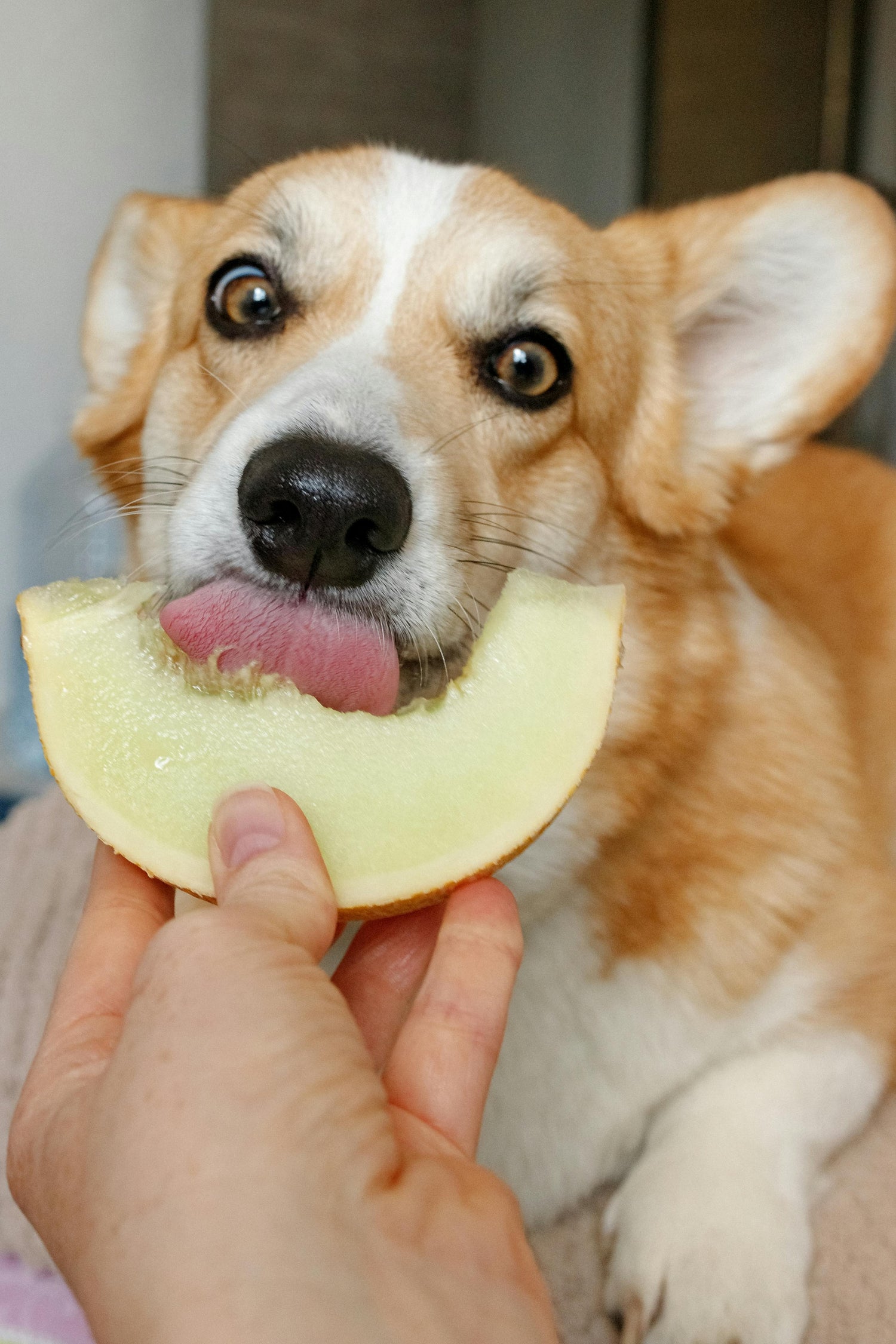 A corgi dog licking a slice of melon held by a person's hand.