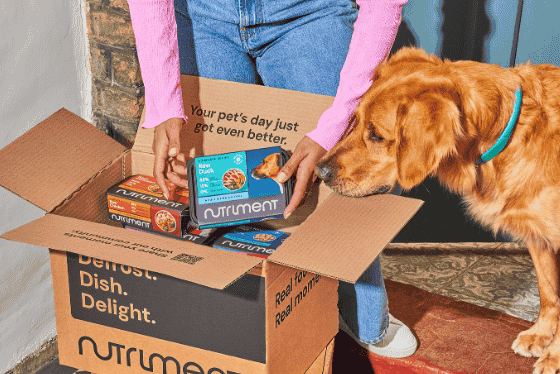 Person opening a Nutriment box with frozen pet food as a curious golden retriever looks on.