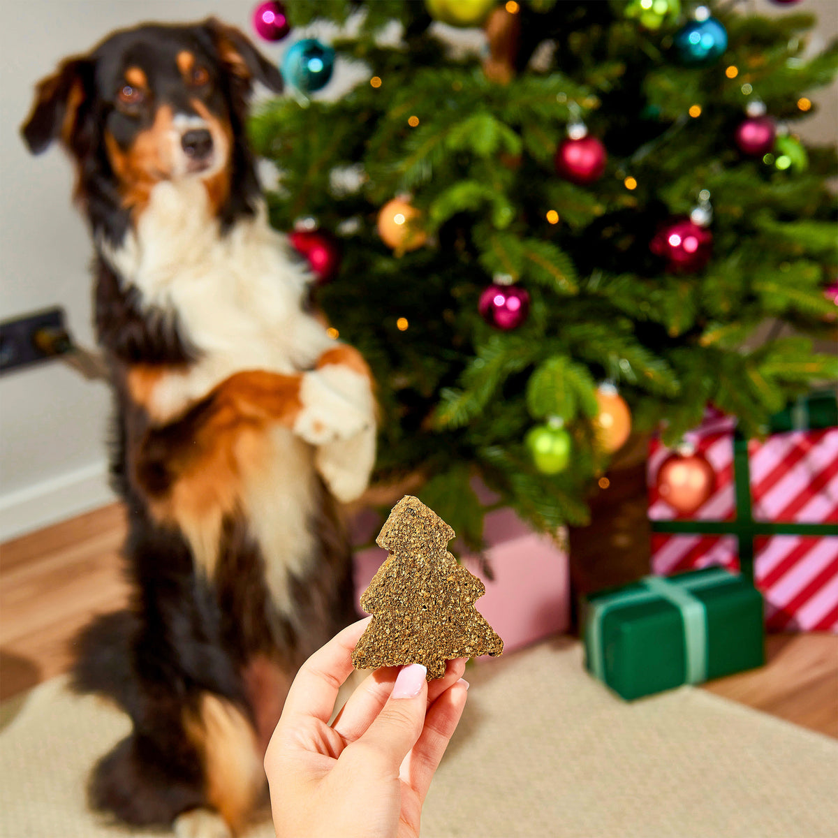 A hand holds Gourmet Christmas Trees 5pcs in front of a dog sitting by a decorated tree.