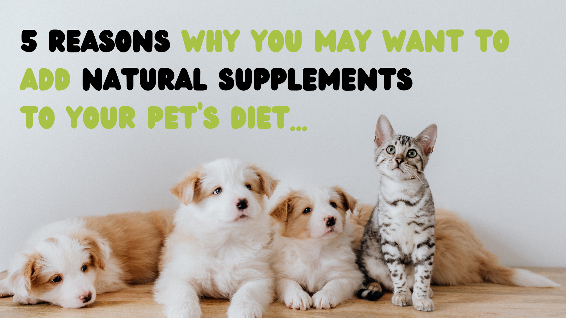 5 reasons why you may want to consider feeding supplements to your pet!