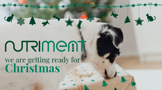 dog sniffing Christmas present