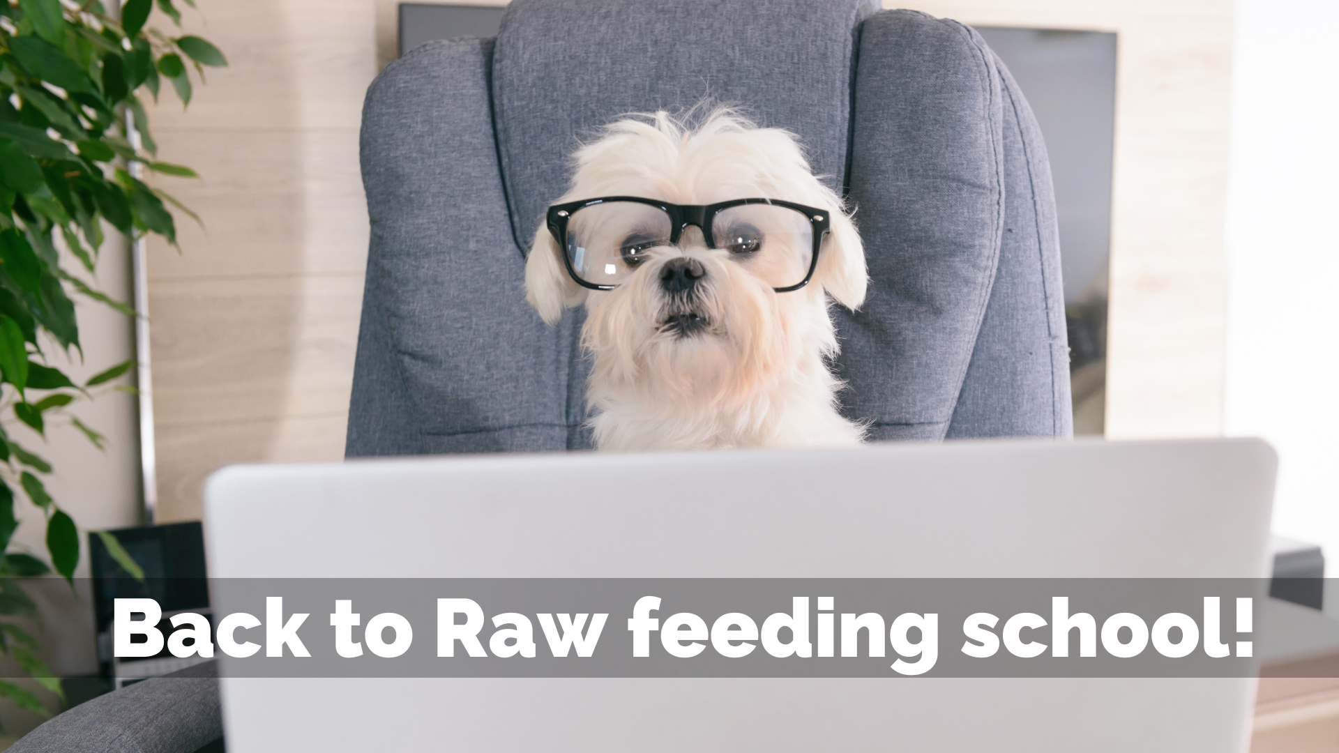 Back to Raw Feeding School