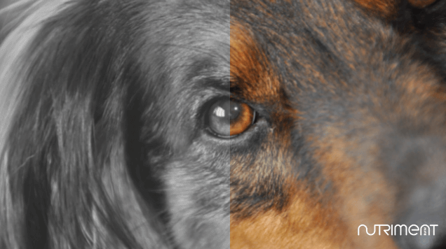 picture of dog with example of what colors dogs can see.