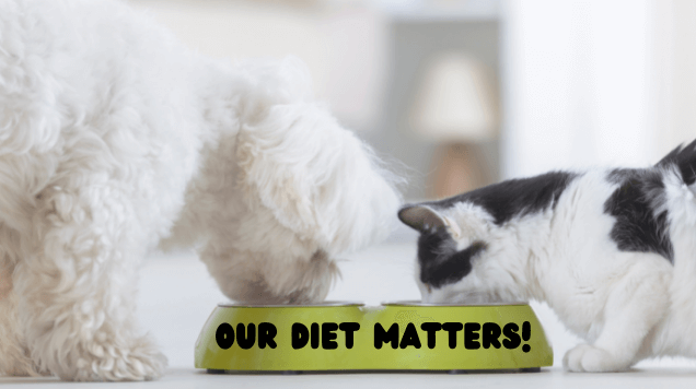 dog and cat eating out of food bowl with text on it saying "our diet matters"