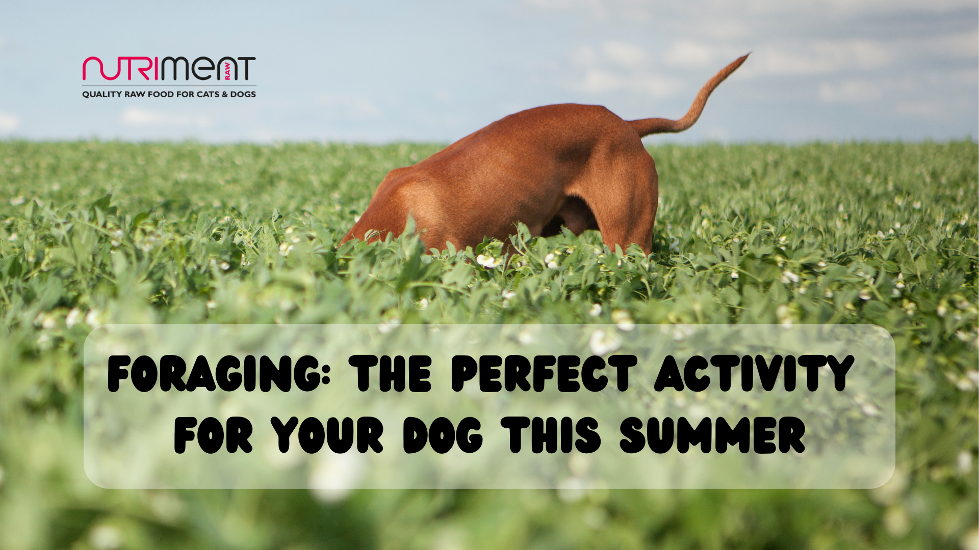 Let your dog forage this summer!