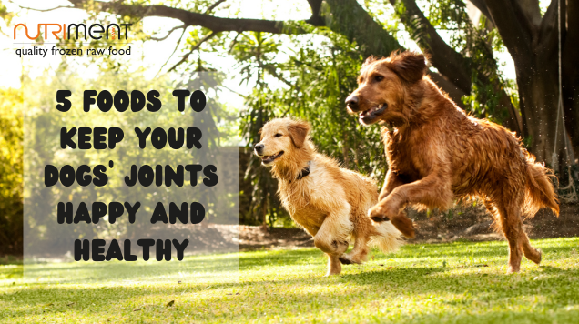 5 foods for healthy canine joints