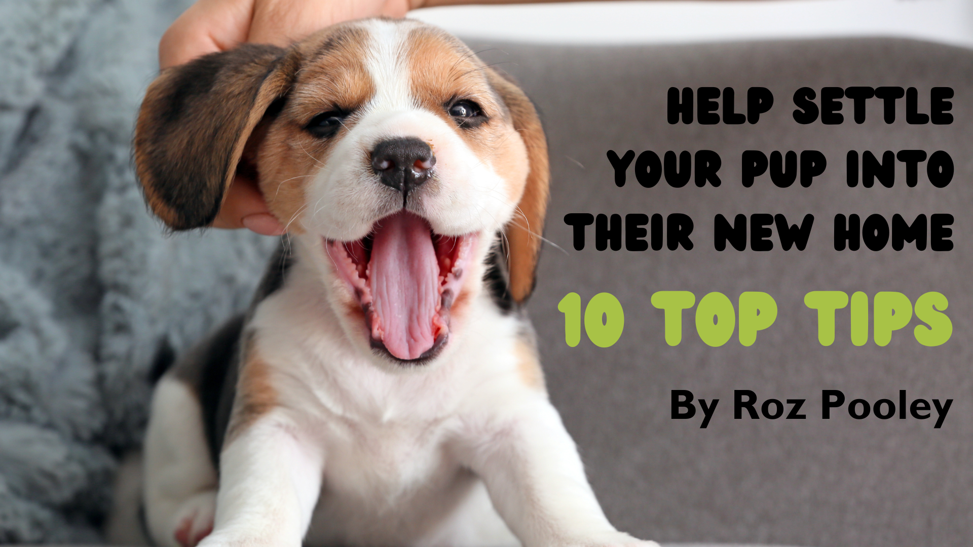 Helping your puppy settle into the home