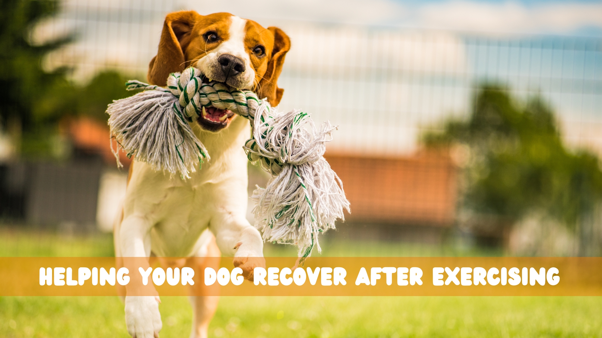 Helping your dog recover after exercise! 