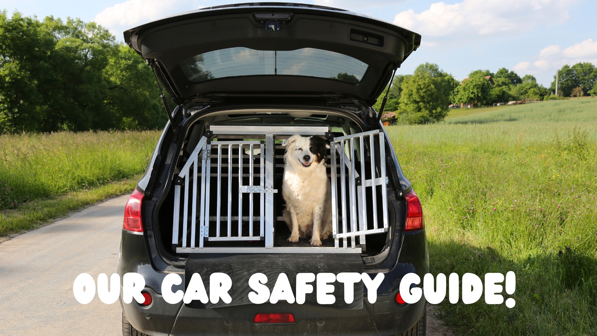 Safety Tips when travelling with your dog!