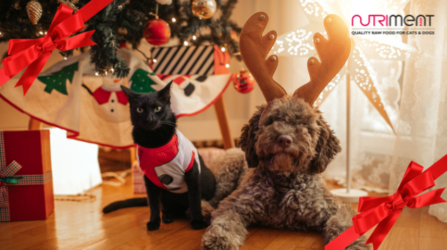 Cat and dog in seasonal outfits under a Christmas tree