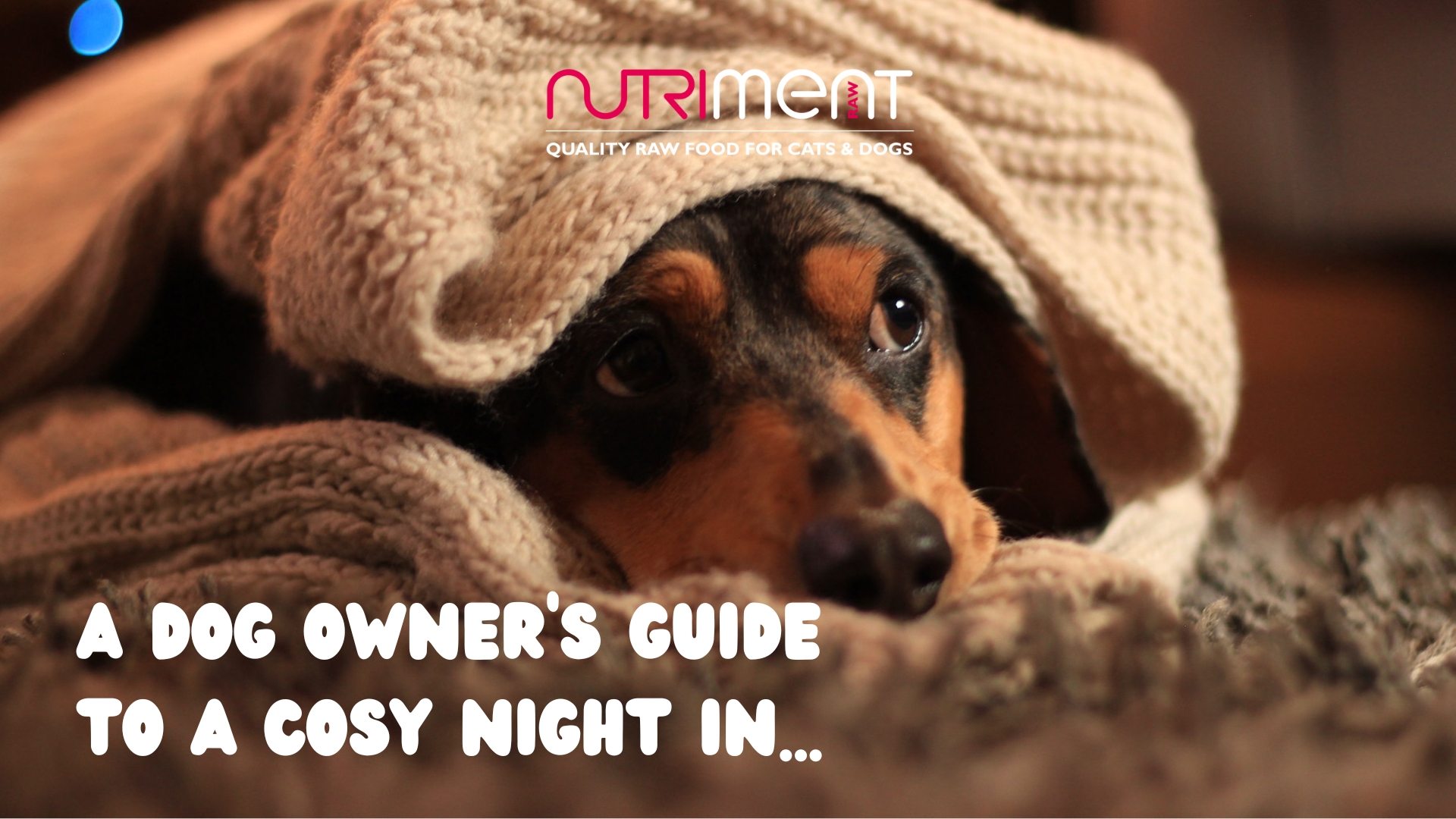 A dog owner's guide to a cosy night in...