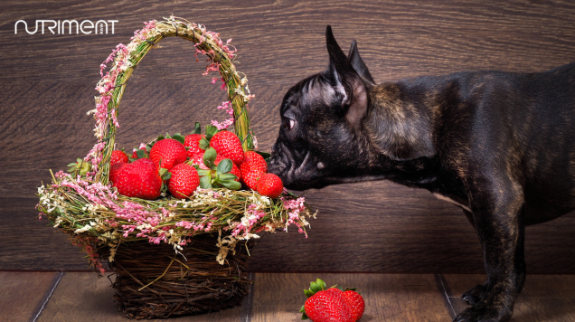 Did you know your dogs can eat berries?