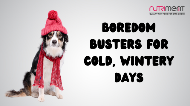Too cold to walk? Boredom busters to keep pups happy this January!