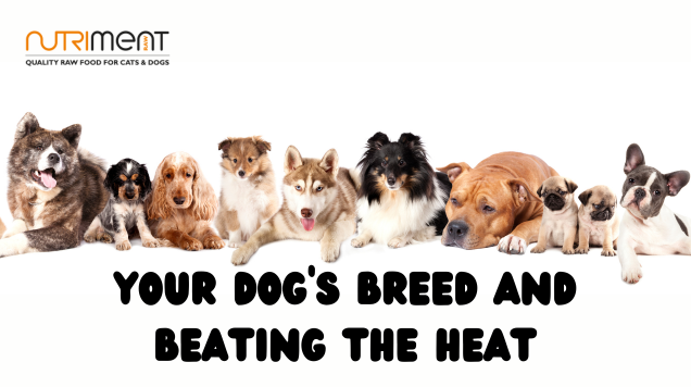 Dog breeds in the summer heat
