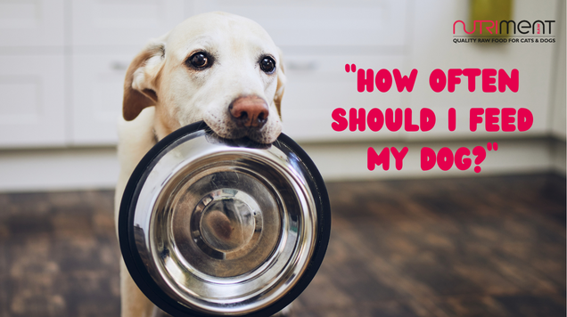 How often should I feed my dog?