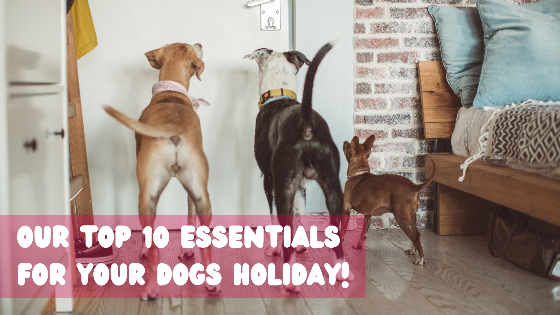 Our top 10 essentials for your dogs holiday!