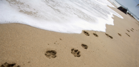 paw prints in sand on beach