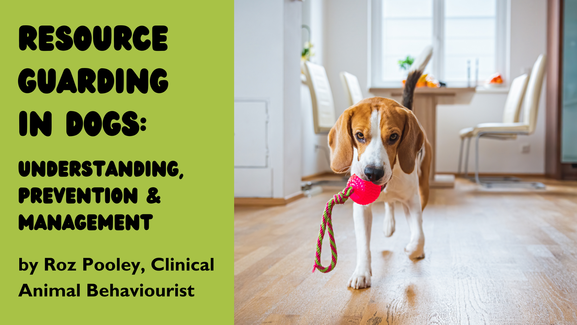 Resource Guarding in Dogs: Understanding, Prevention & Management
