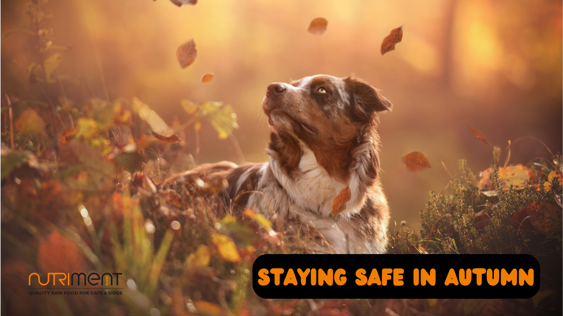 Staying safe in autumn