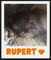 Together_we_care_Rupert