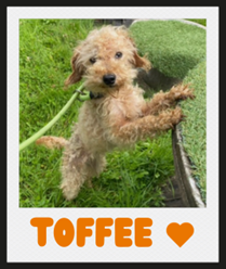 Together_we_care_Toffee