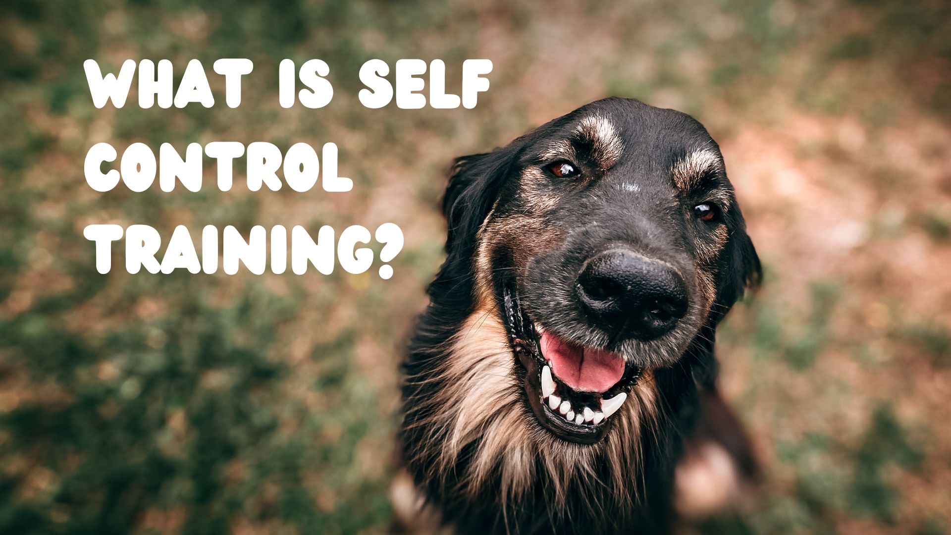 What is self control training?