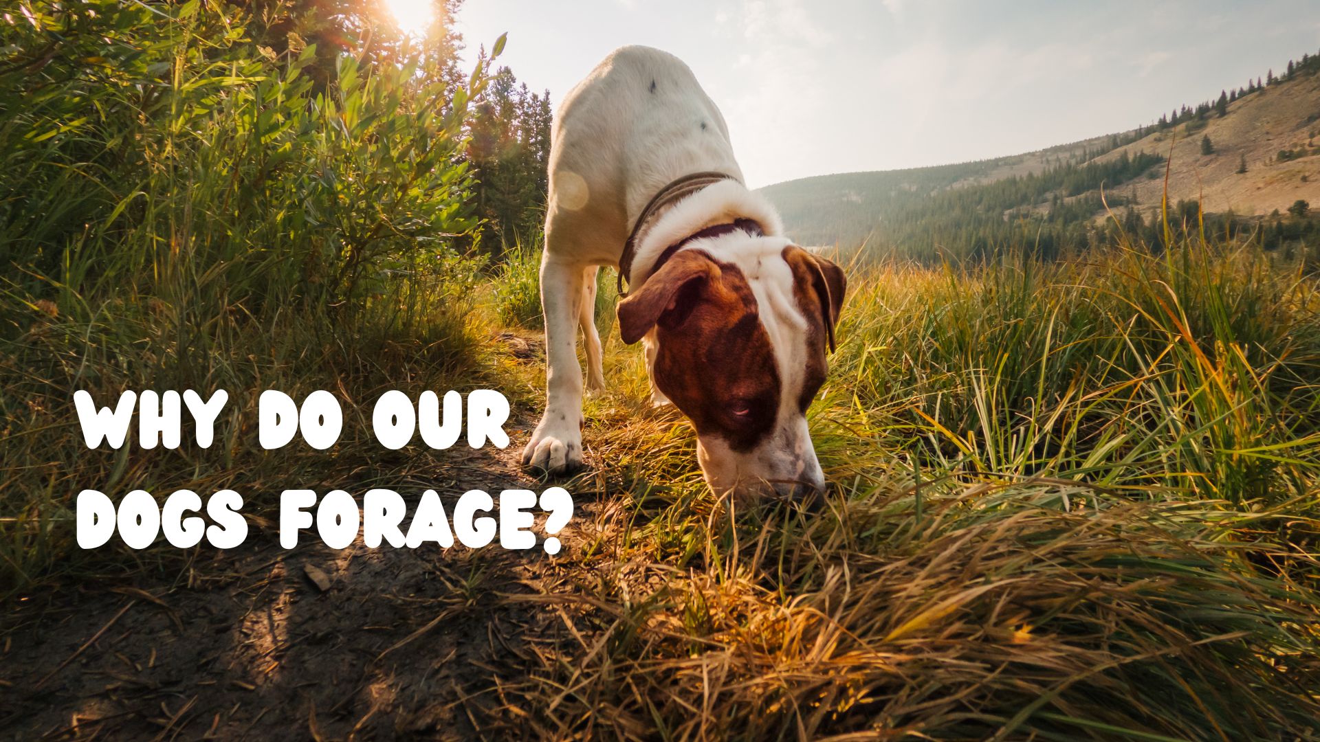 Why do our dogs forage?