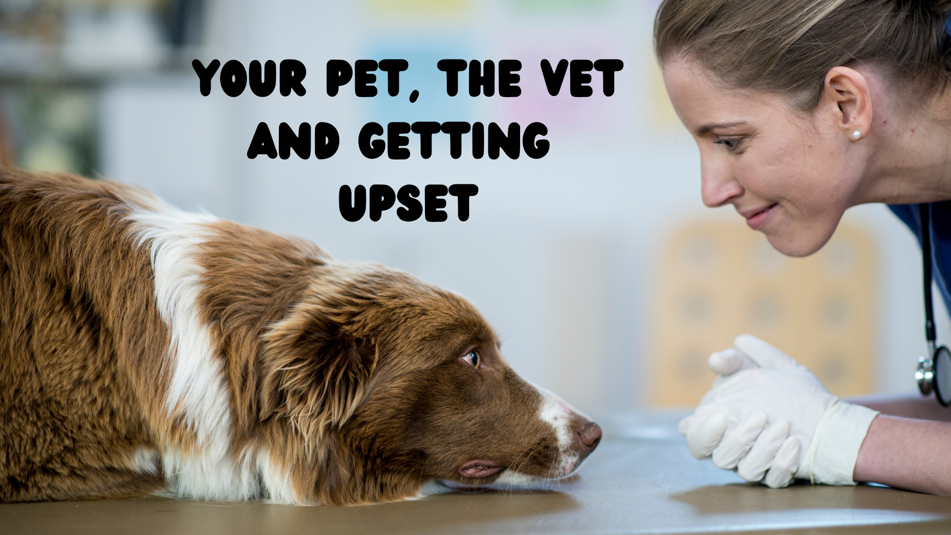 Your Pet, the Vet and Getting Upset