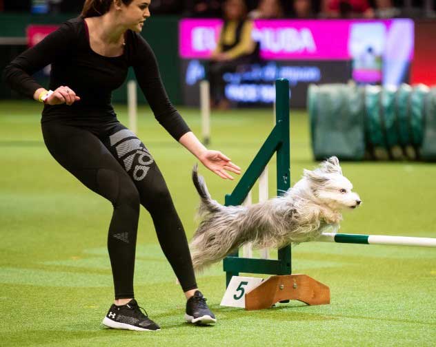woman guiding dog over hurdle